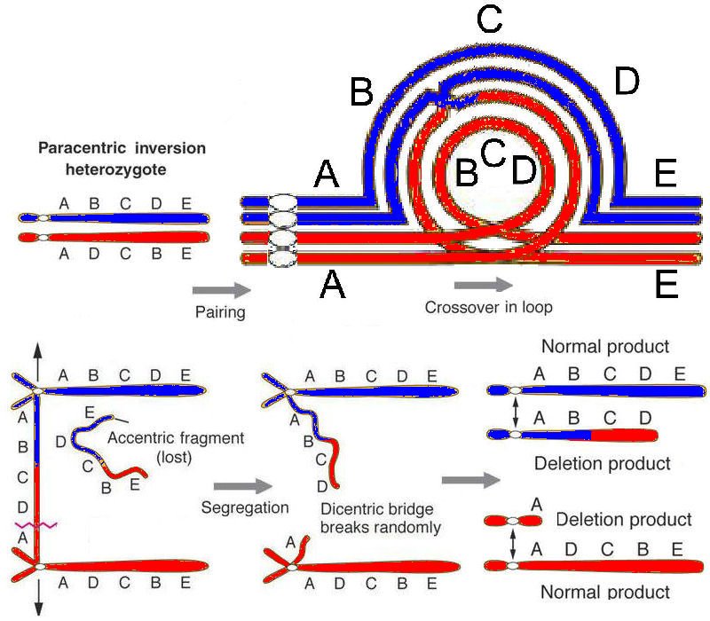 paracentric inversion